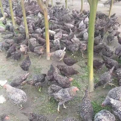 安徽合肥巢湖市 蘆花雞批發價低至0.85元/斤，品質優良備受青睞