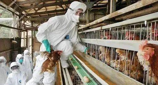 暫停進口與大規模撲殺下的全球家禽業 肉蛋價格兩重天與市場銷售挑戰