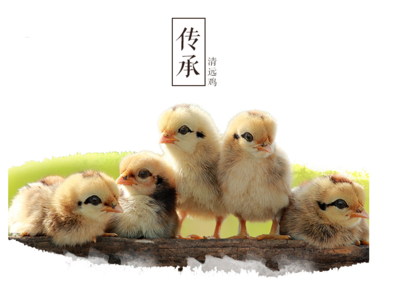 廣東天農優品清遠雞 自然散養的饋贈與精確的高清之旅