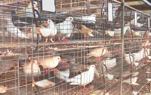 英德家禽產業邁入新階段 1.2億元集中屠宰中心開建，肉鴿銷售迎利好